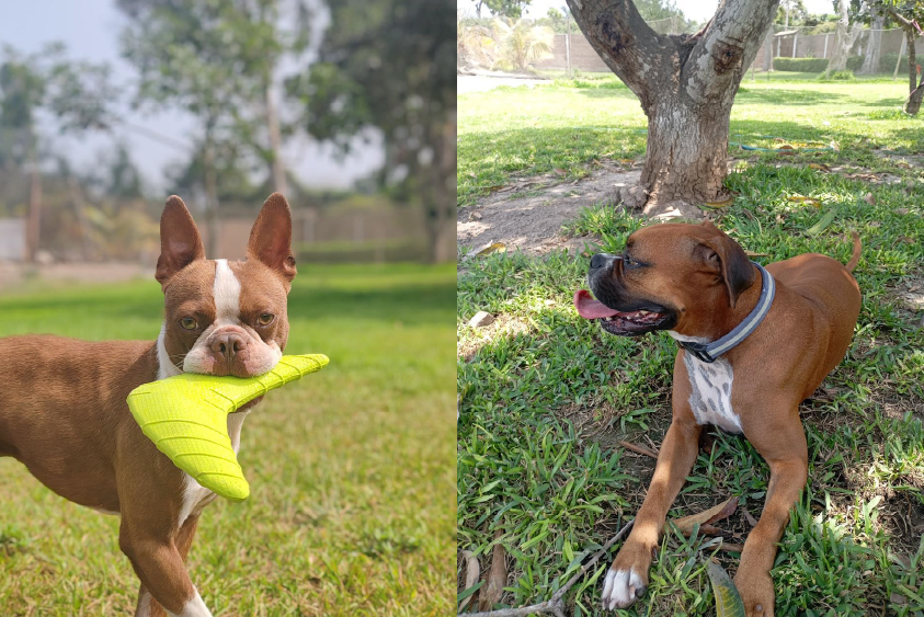 Socialización canina